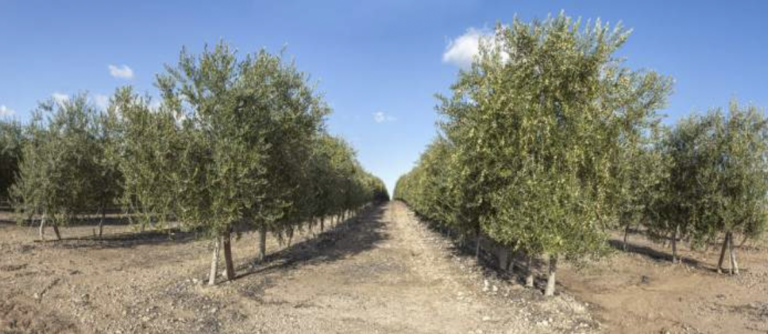 Increasing grove density is not at odds with sustainability guidelines. This is evidenced by observations and estimates of environmental impact carried out in superintensive groves in Puglia, Italy.
