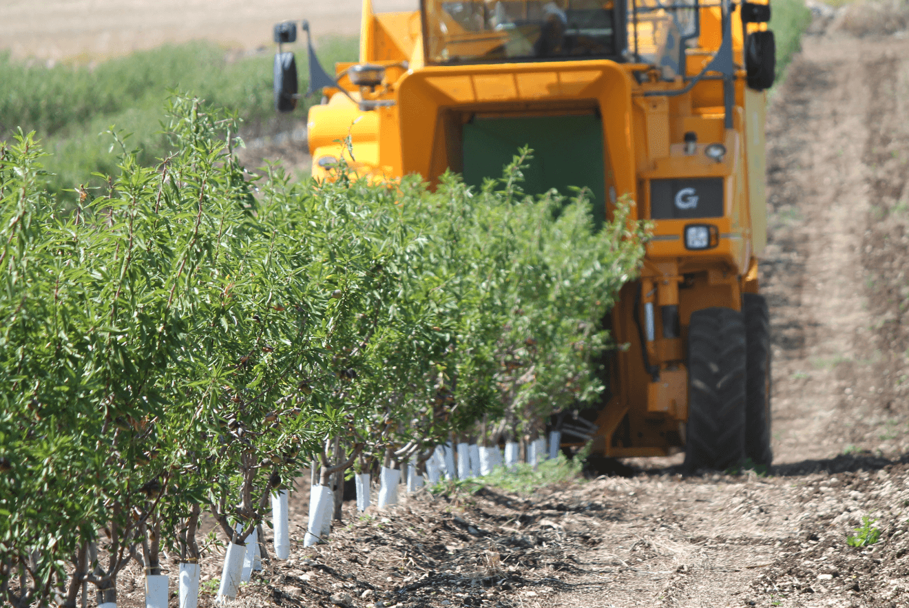 (Part I) Comparison Of SHD And Open-Center Training Systems In Almond Tree Orchards Cv. ‘Soleta’