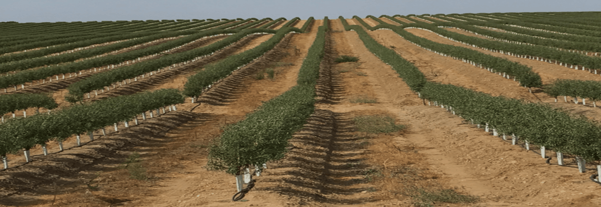 Training Almond In HEDGE/SHD: A New Concept Towards Effiency And Sustainability