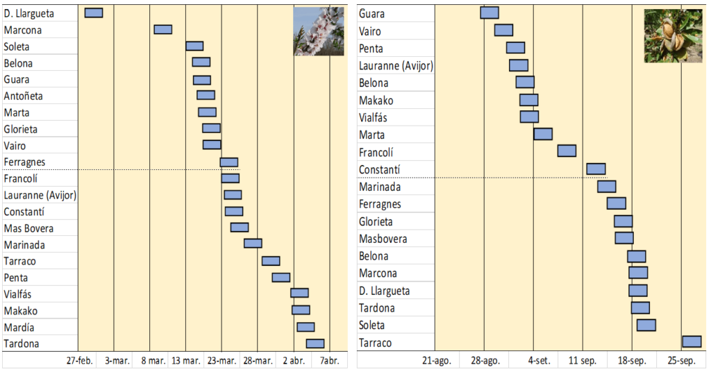 Figura 7: Períodos de floración y de maduración (<75% frutos con pericarpio abierto) de diferentes variedades de almendra en el Valle del Ebro. Media periodo 2010-2016 (Fuente: Adaptado de IRTA, CITA y CEBAS)