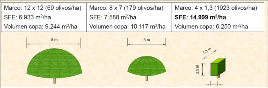 Figura 8: Efecto del tipo de plantación en la Superficie Foliar Expuesta y en el volumen de copa del olivo (Fuente: Gomez del Campo, 2011