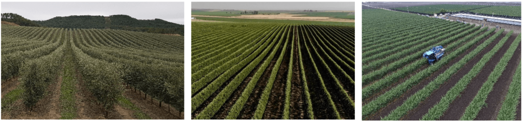 De izquierda a derecha, Ejemplos de intensificación en nuevas plantaciones de olivo, manzano (Foto: A. Monturiol) y almendro (Foto: G. Rutigliano).