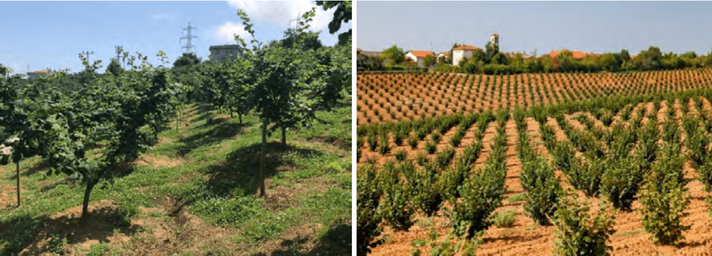 Nueva plantación familiar de avellano en Trabzon, área del Mar Negro (Turquía), marco de plantación 5 x 5 m (Fotografía izquierda, HCO Ferrero). A la derecha, nueva plantación en la región de Langhe (Italia), marco de plantación 5 x 4 m. Ambos países aportan el 75% de la producción mundial de avellana.