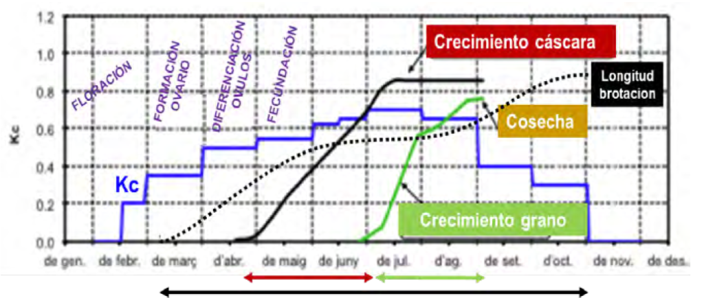 Figura 13: Ciclo anual del avellano indicando los diferentes estados fenológicos y la Kc. Fuente: adaptado de IRTA.
