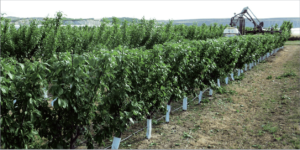 Cuadro 2. Fechas de recolección, producciones y calidad de fruto de la variedad ‘Claudia de Tolosa’/Rootpac®20 plantada en febrero de 2014, con sistemas de formación en seto y en eje central con un marco de 3,5 x 1,0 m en la Finca Experimental del INTIA de Sartaguda (Navarra).