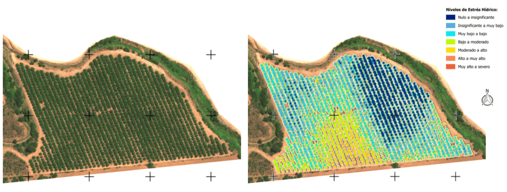Figura 2: Diagnóstico Hídrico en Nogales en la Zona Centro-Sur de Chile, donde se observa una gran variabilidad en la condición hídrica del huerto, debido a una inadecuada distribución del agua de riego.