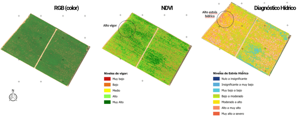 Figura 4: Ejemplo de Diagnóstico Hídrico en uva de mesa en parronal español en la Zona Norte de Chile y su comparación con el índice de vigor (NDVI).