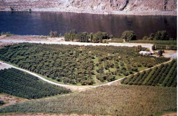 Ejemplo de intensificación de las plantaciones en manzano (Wenatchee, Washington-USA) gracias a la mejora genética de los patrones utilizados, desde el franco al fondo con un marco de 6 x 7 m, derecha e izquierda M7 a 4 x 2 m y M9 en primer plano a 3,2 x 0,8 m