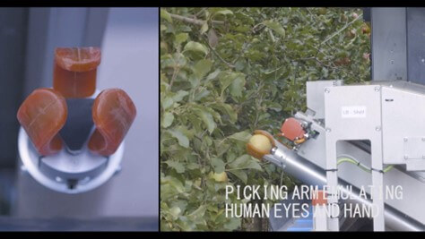  Figura 2. Vista frontal y lateral de la pinza y del brazo de FFRobot para la recolección automatizada de manzana. 