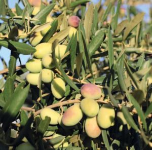 Lecciana está llamada a convertirse en emblema y seña de identidad de la nueva olivicultura