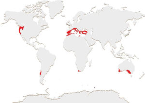 Mapa mundial de regiones con clima mediterráneo.