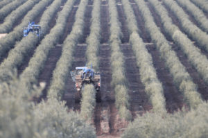 El cultivo del olivar en seto permite un uso más eficiente y sostenible de los recursos necesarios para producir aceite