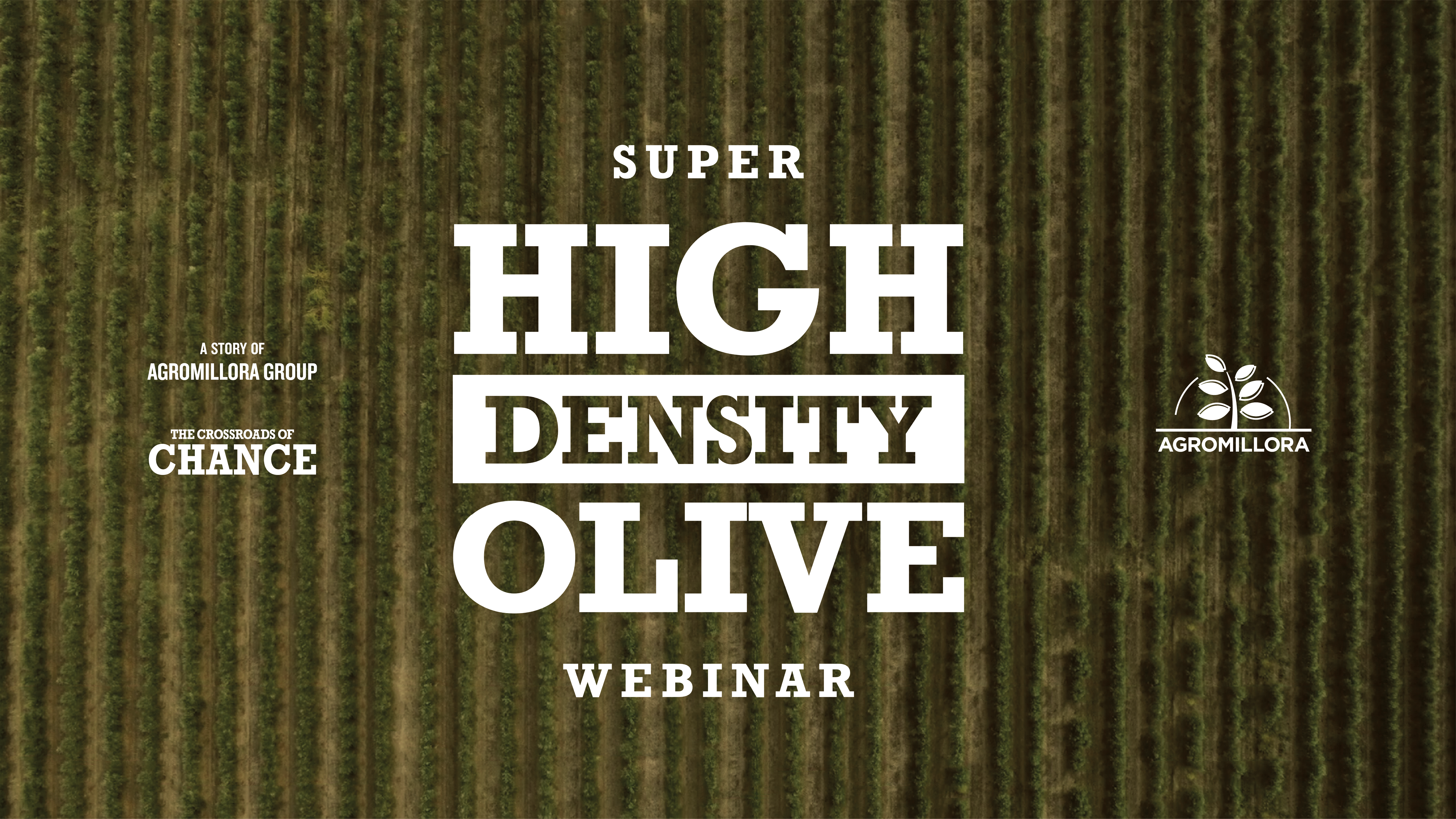 Super High Density Olive Webinar