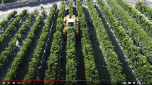 Citrus Mechanical Harvesting | 2020