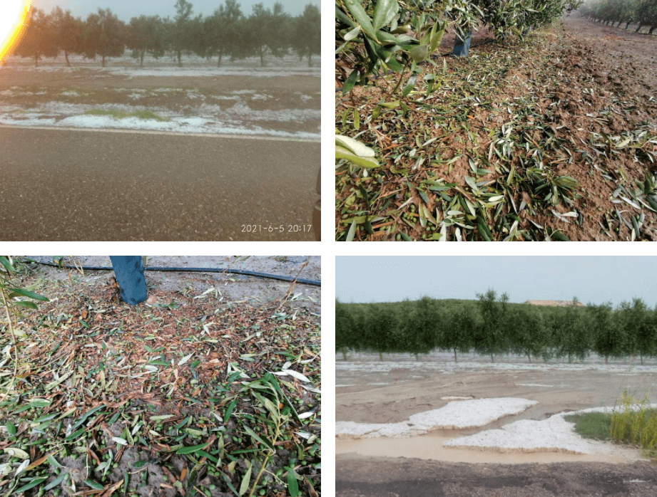 “La Mata” research centre (Córdoba). Damage caused to the crops by the severe hailstorm that struck the “La Balsa” and “Cortijo Este” plots on the 5th of June, 2021.