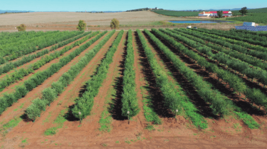 Todolivo’s Genetic Improvement Trial in Campo Maior (Portugal).