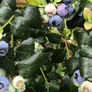 arcadia blueberry