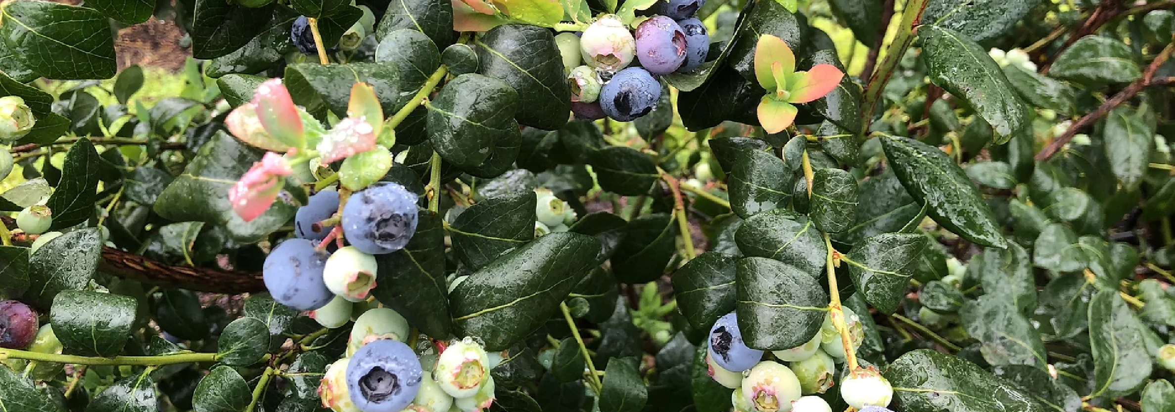 arcadia blueberry