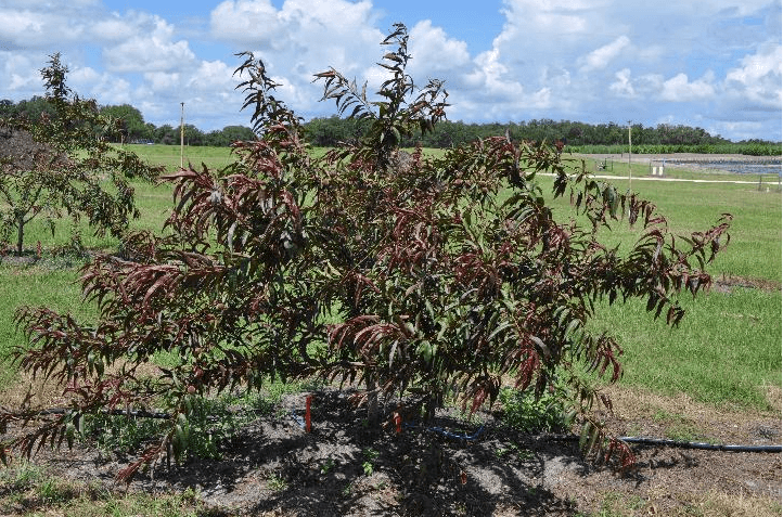 Figure 1. A 'Flordaguard' peach tree highlighted by red leaves and long, whippy branches. Credit: M. Olmstead, UF/IFAS