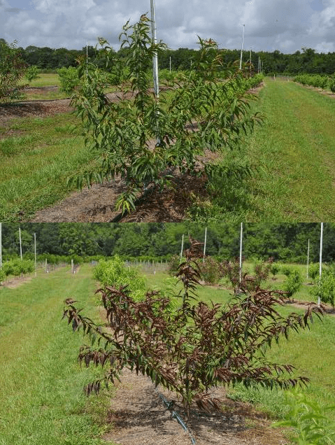 Figure 3. An outcross of 'Flordaguard' rootstock exhibiting less intensely red leaves in the new growth (top), compared with a true 'Flordaguard' rootstock exhibiting full red leaves in the new growth (bottom). Credit: M. Olmstead, UF/IFAS