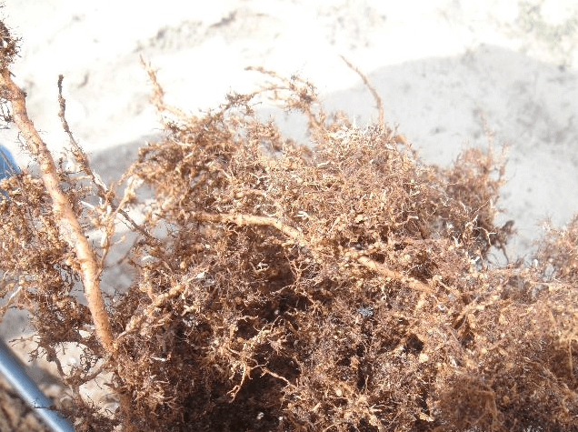 Figure 4. Nematode galls on the root system of a 'Flordaguard' outcross that was not culled during the propagation process. Credit: M. Olmstead