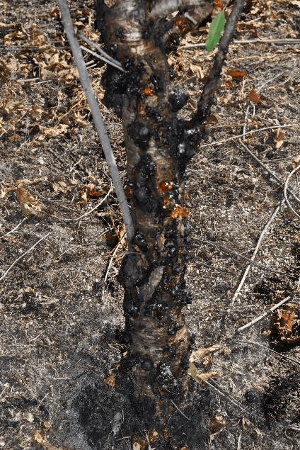 Figure 5. Gummosis on 'Flordaguard' rootstock caused by Botryosphaeria dothidia. Credit: M. Olmstead