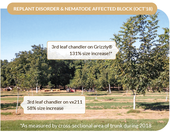  INTRODUCING: GRIZZLY CLONAL WALNUT ROOTSTOCK™ (USPP 31,862)