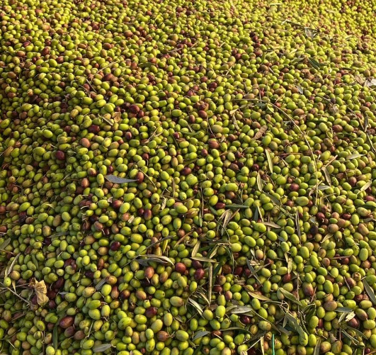 Lecciana Zeytin Fidanı Hakkında Uzman Yorumları
