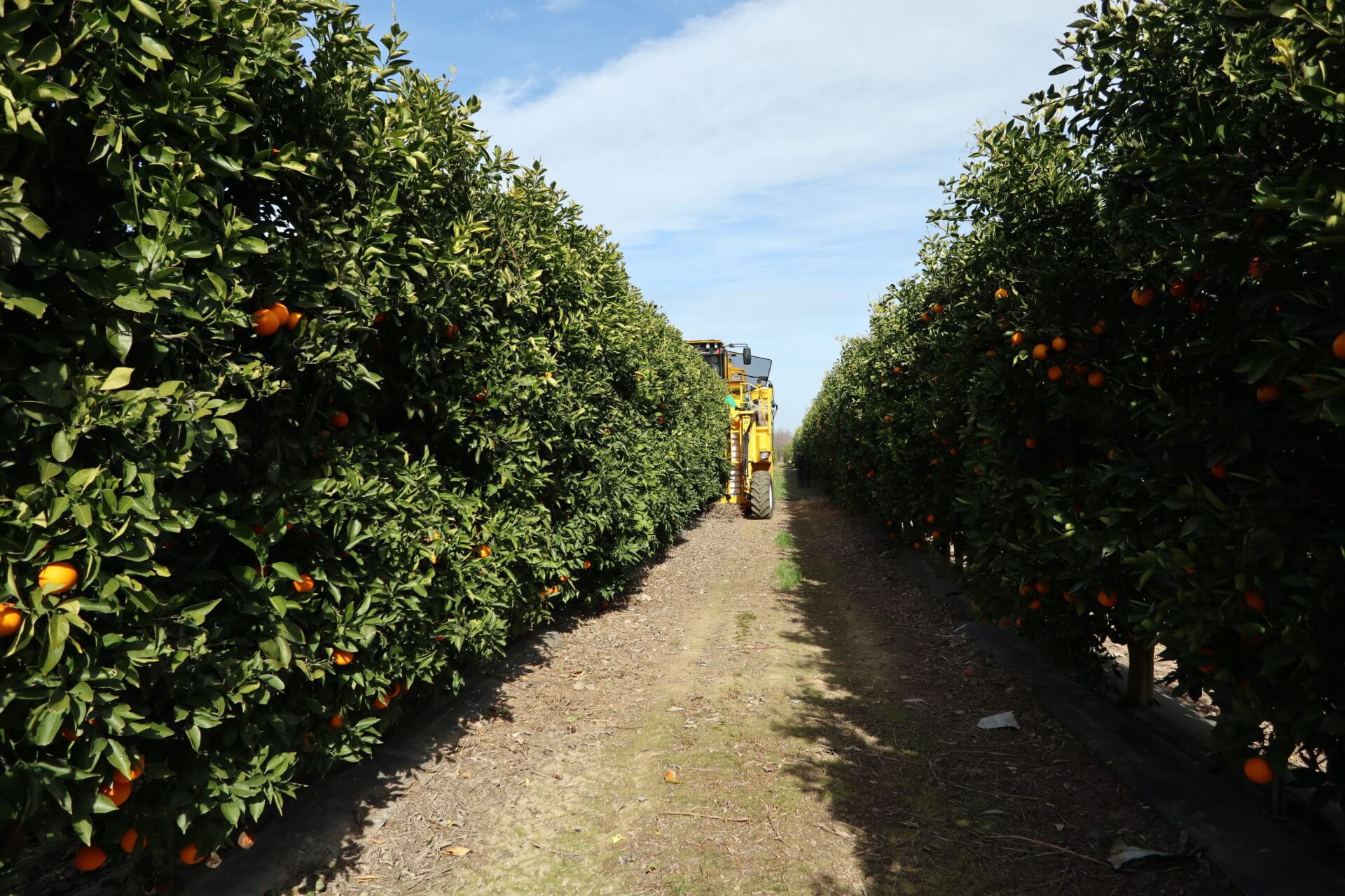 See Citrus Mechanical Harvesting in Action