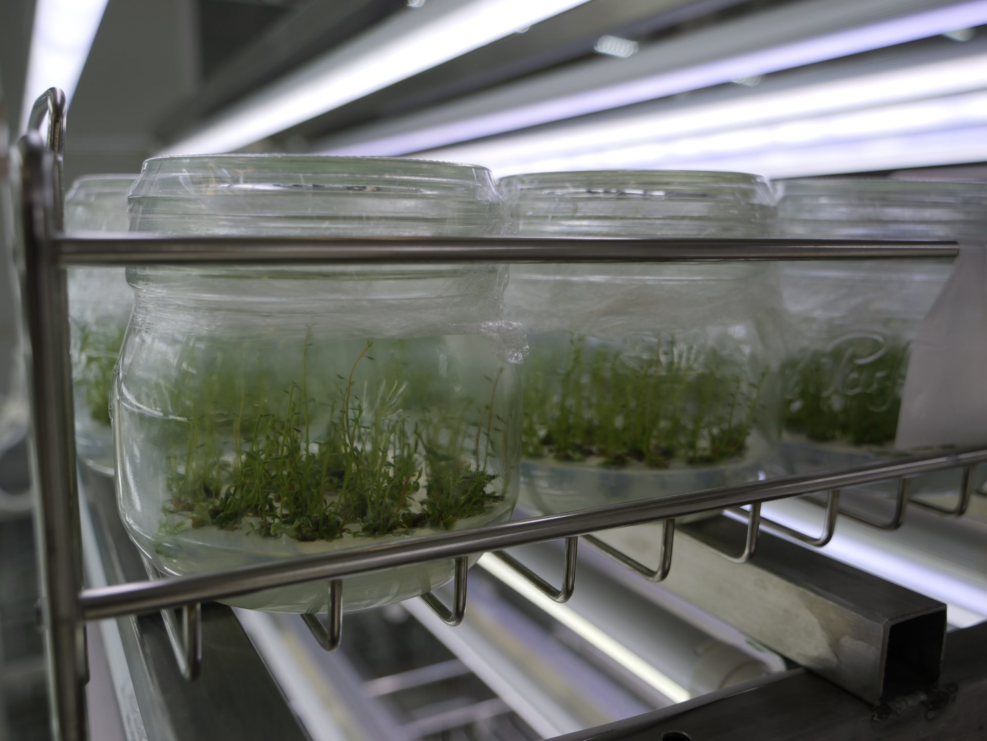 Frutos rojos in vitro, una garantía de calidad 