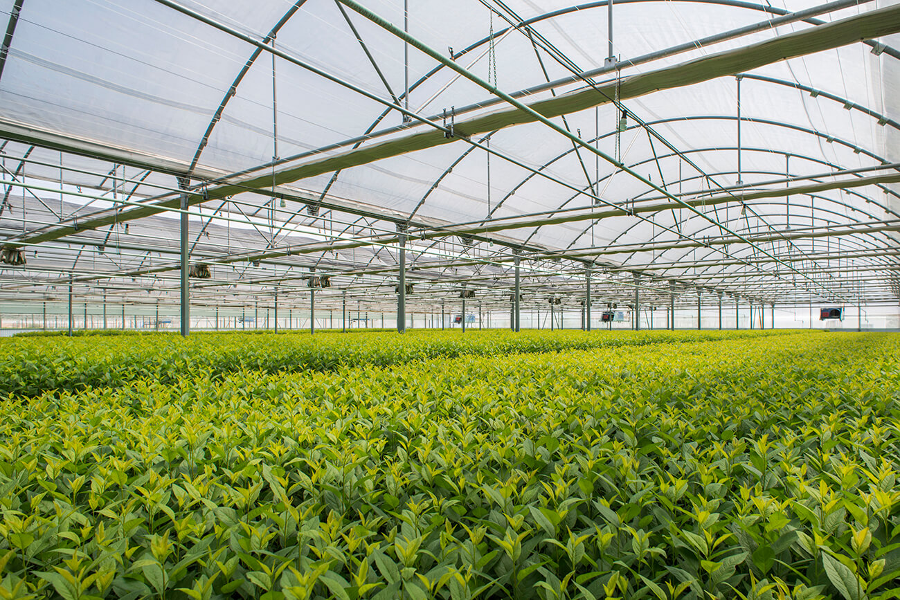 agromillora florida