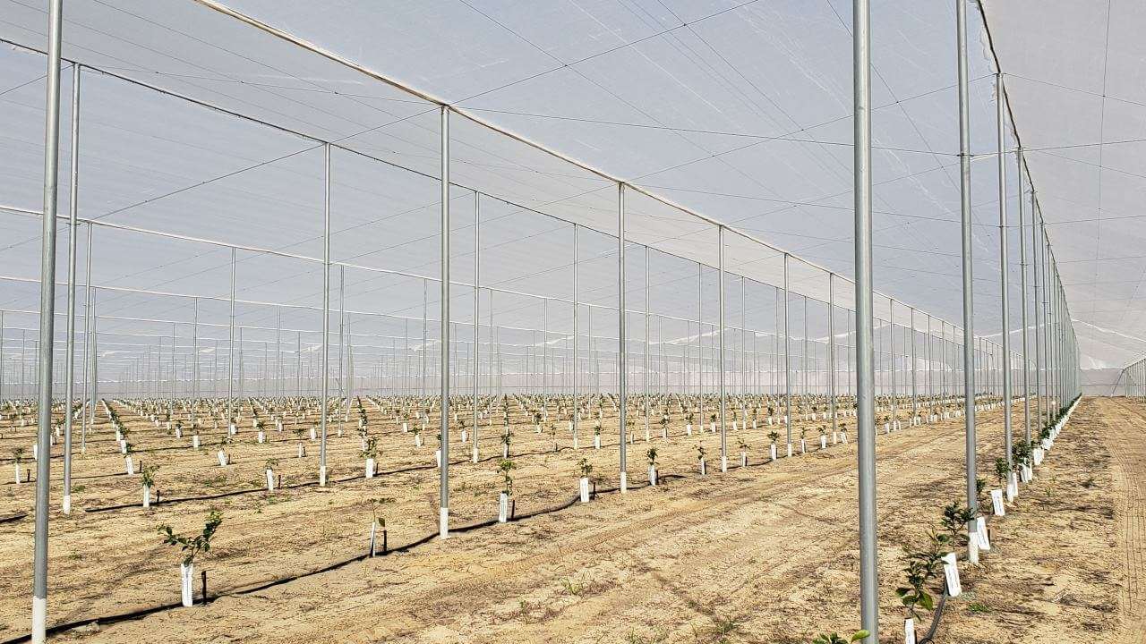 Growing Citrus Under Protective Screen to fight HLB