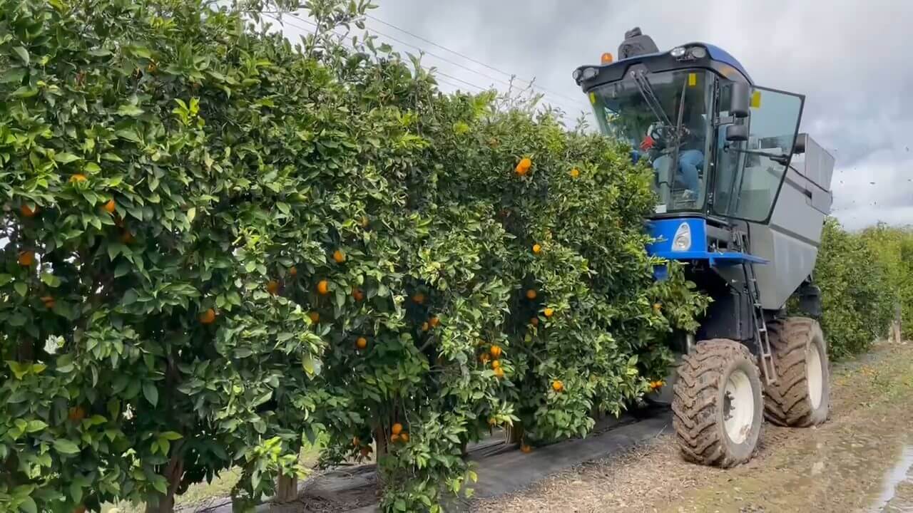 Sustainability in citrus relies on productive intensification and the hedgerow model.