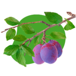 Prunes