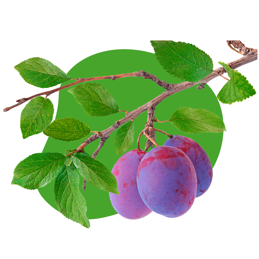 Prunes