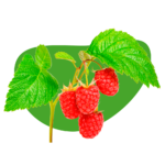 Berries
