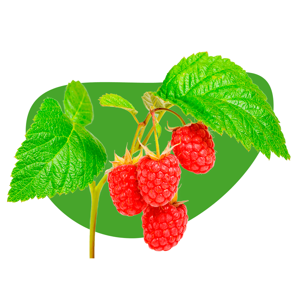 Frutos rojos