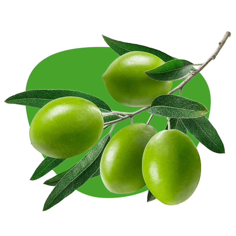 Olivos