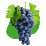Vines