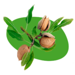 Almonds