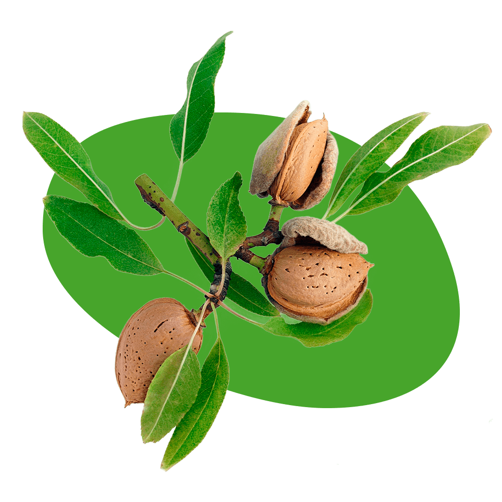 Almendros