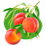 Stone Fruit Trees