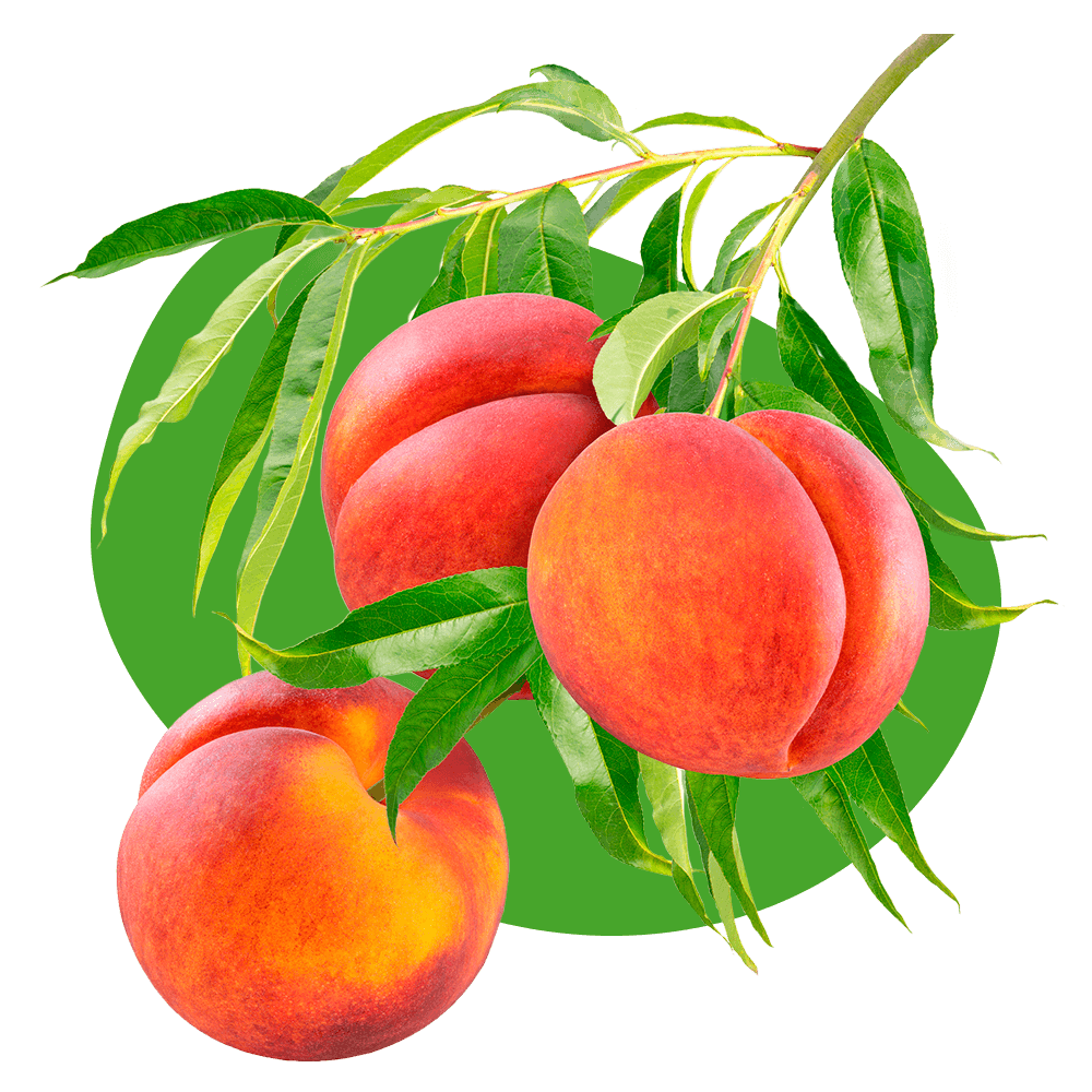 Frutales de hueso