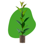 Rootstocks