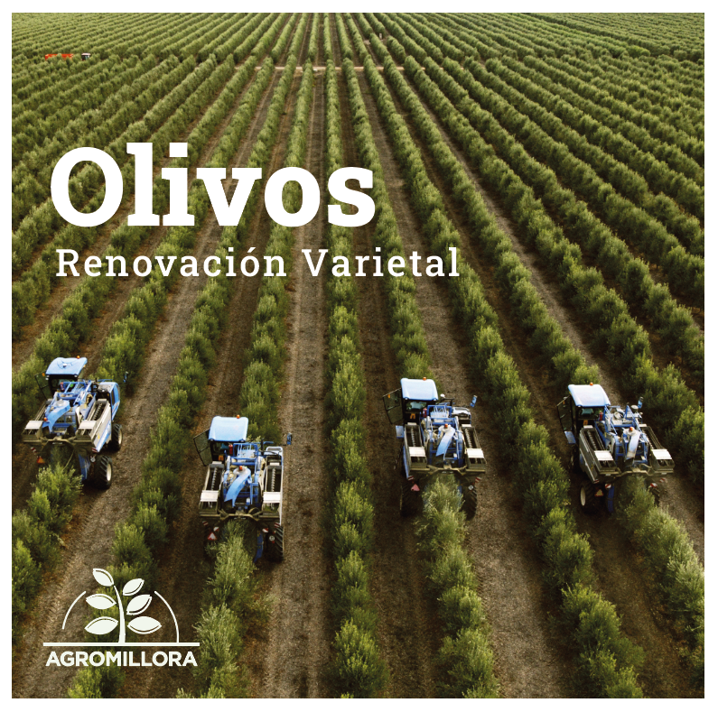 catalogo olivos