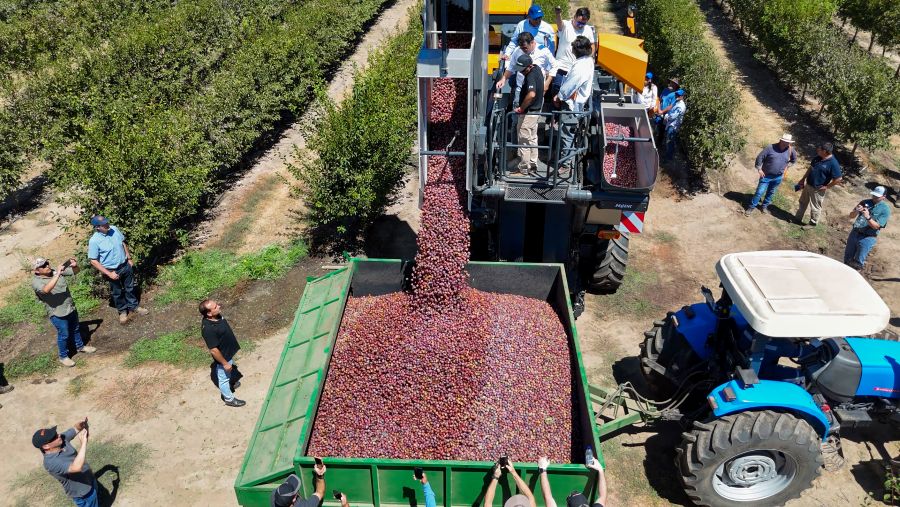 Segunda cosecha de ciruelos D’agen en Seto en Agrícola Cunculén muestra resultados sobresalientes