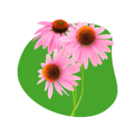 Ornamental Plants