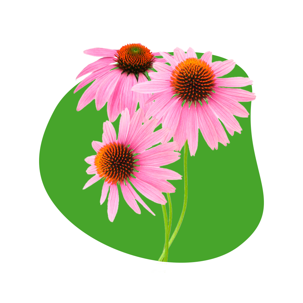 Ornamental Plants