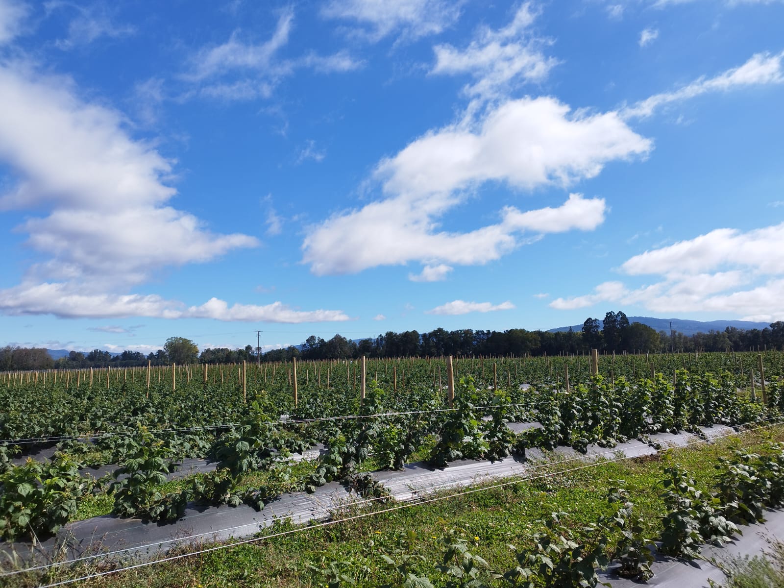 El sur de Chile lidera nuevos proyectos productivos en frambuesas