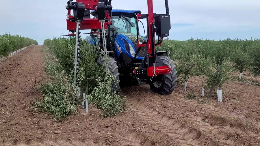 Mechanical pruning divides traditional olive growers